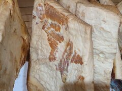 Vand slanina afumata