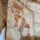 Vand slanina afumata